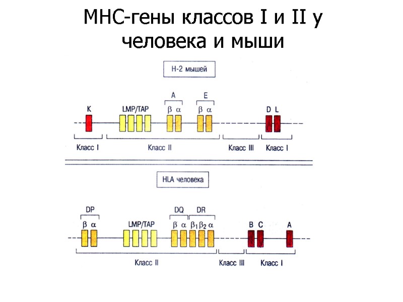MHC-гены классов I и II у человека и мыши